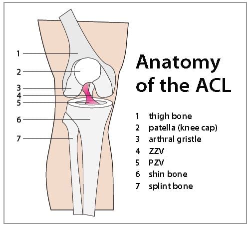 Injury Replacements During a Postseason Series—The Rule and its